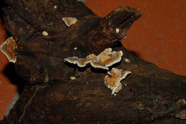 Quale Trametes??